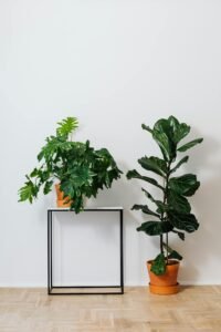Leia mais sobre o artigo Design Biofílico: Como Trazer a Natureza para Dentro de Casa
